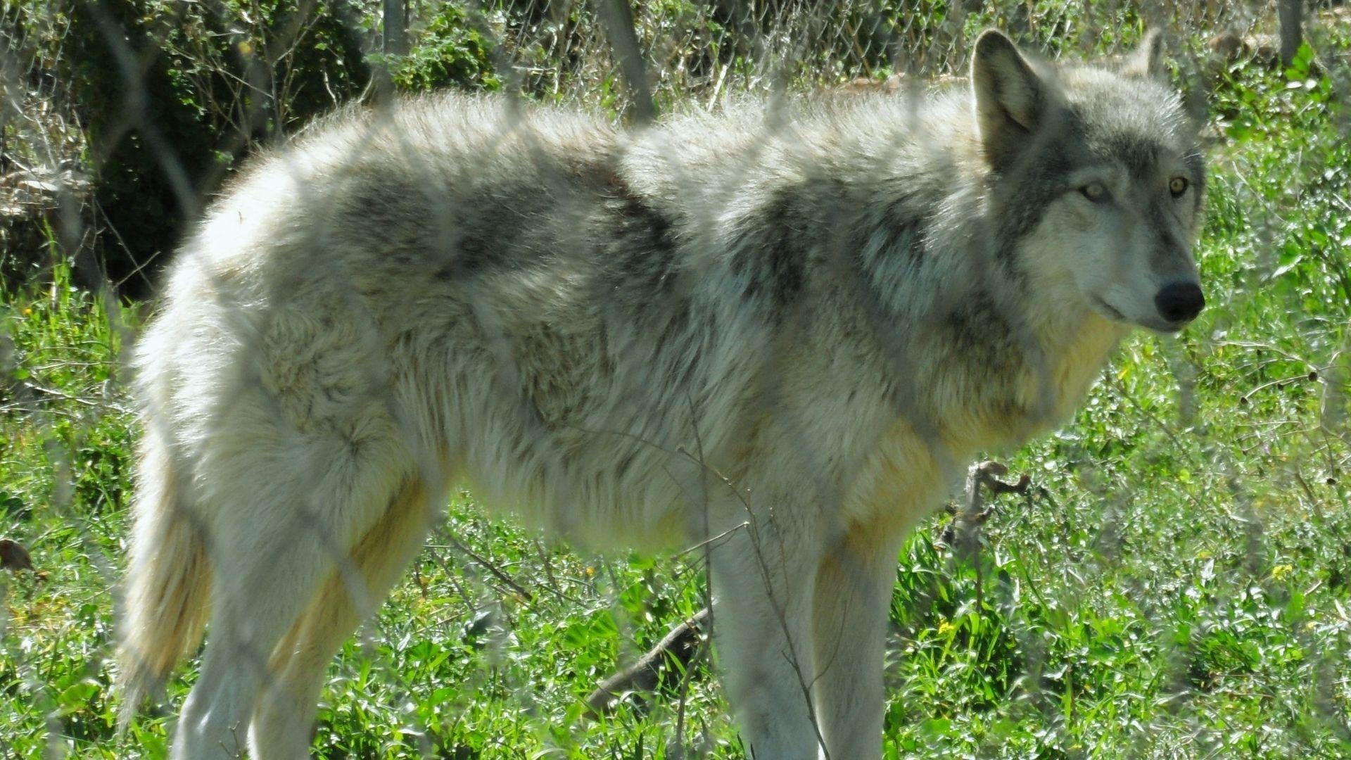 Large light gray wolf with thick fluffy coat standing alert in grassy enclosure behind chain-link fence