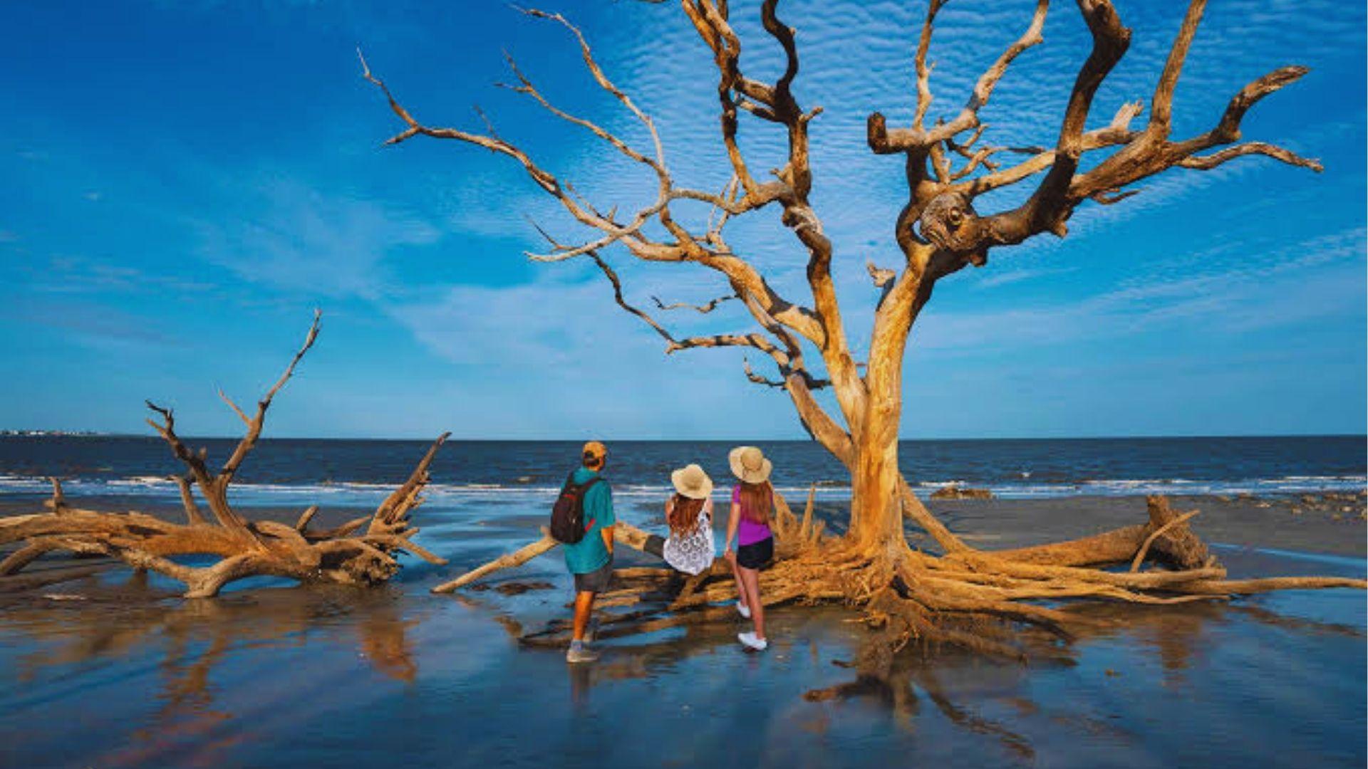 Three visitors standing beside a large gnarled driftwood tree on wet sandy beach overlooking ocean waves.