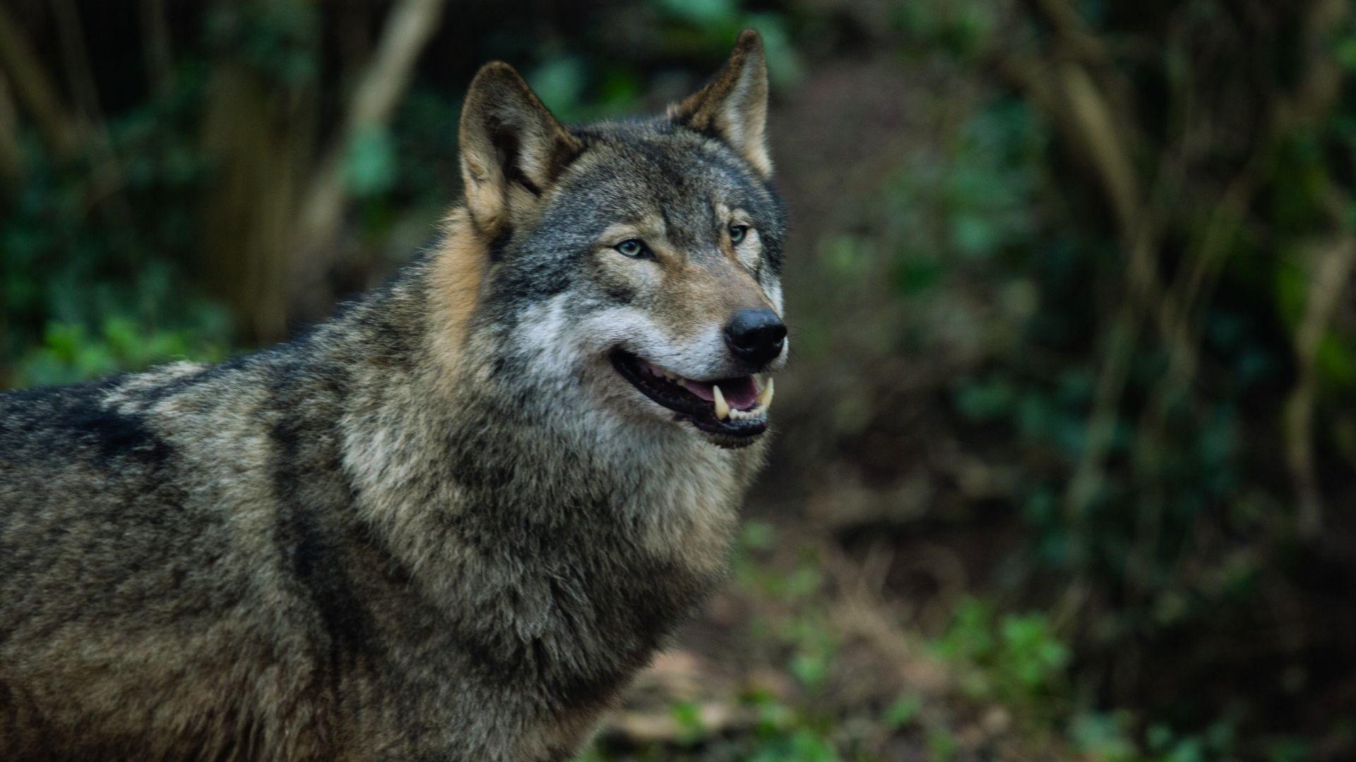 Grey wolf with thick fur standing alert in forest, mouth slightly open showing fangs and light eyes