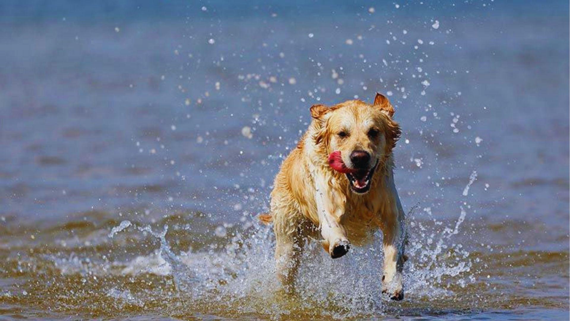 Retriever joyfully running through ocean waves carrying red ball with water splashing around its paws.