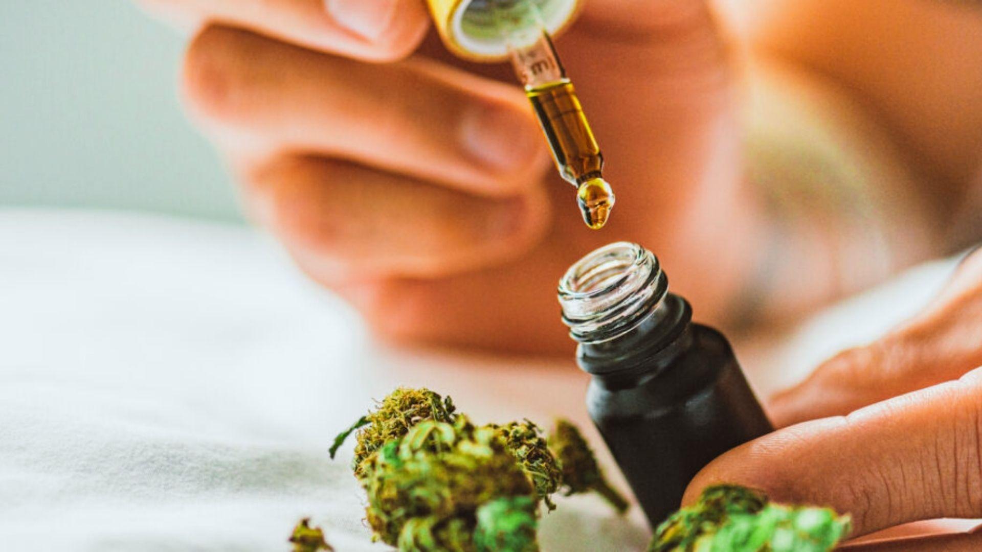 Close-up of hands holding a dropper with golden cannabis oil droplet above small black bottle beside dried buds
