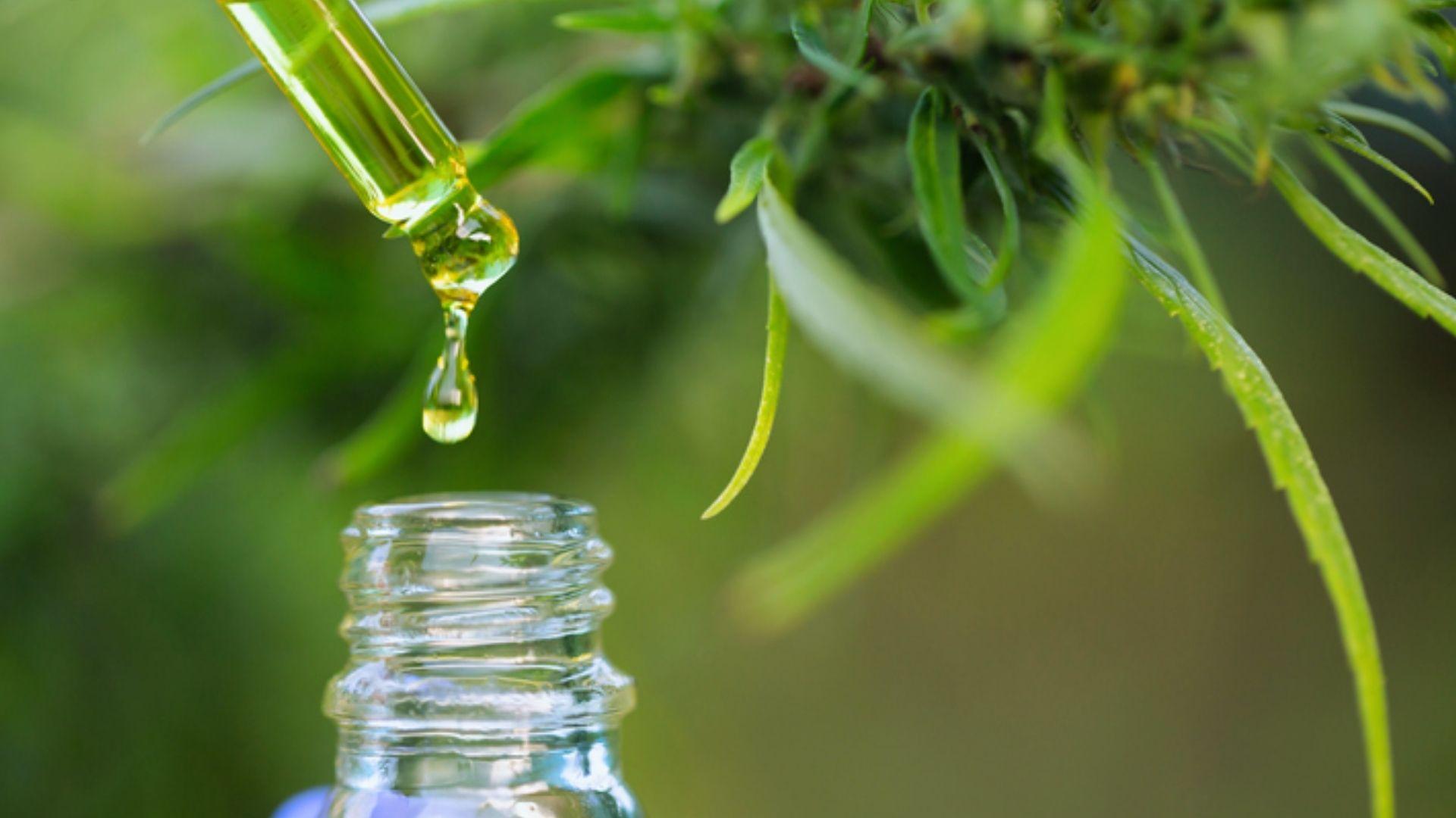 Dropper releasing golden oil droplet into clear glass bottle beside green cannabis leaves outdoors
