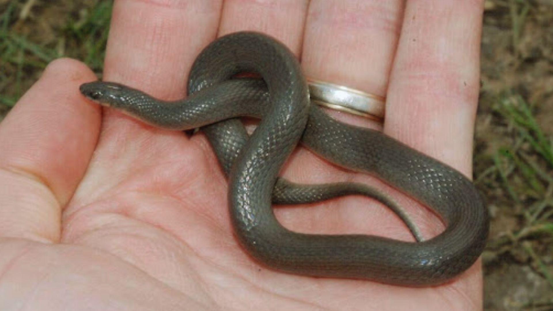 Small dark gray smooth snake coiled in person's open palm with silver ring visible