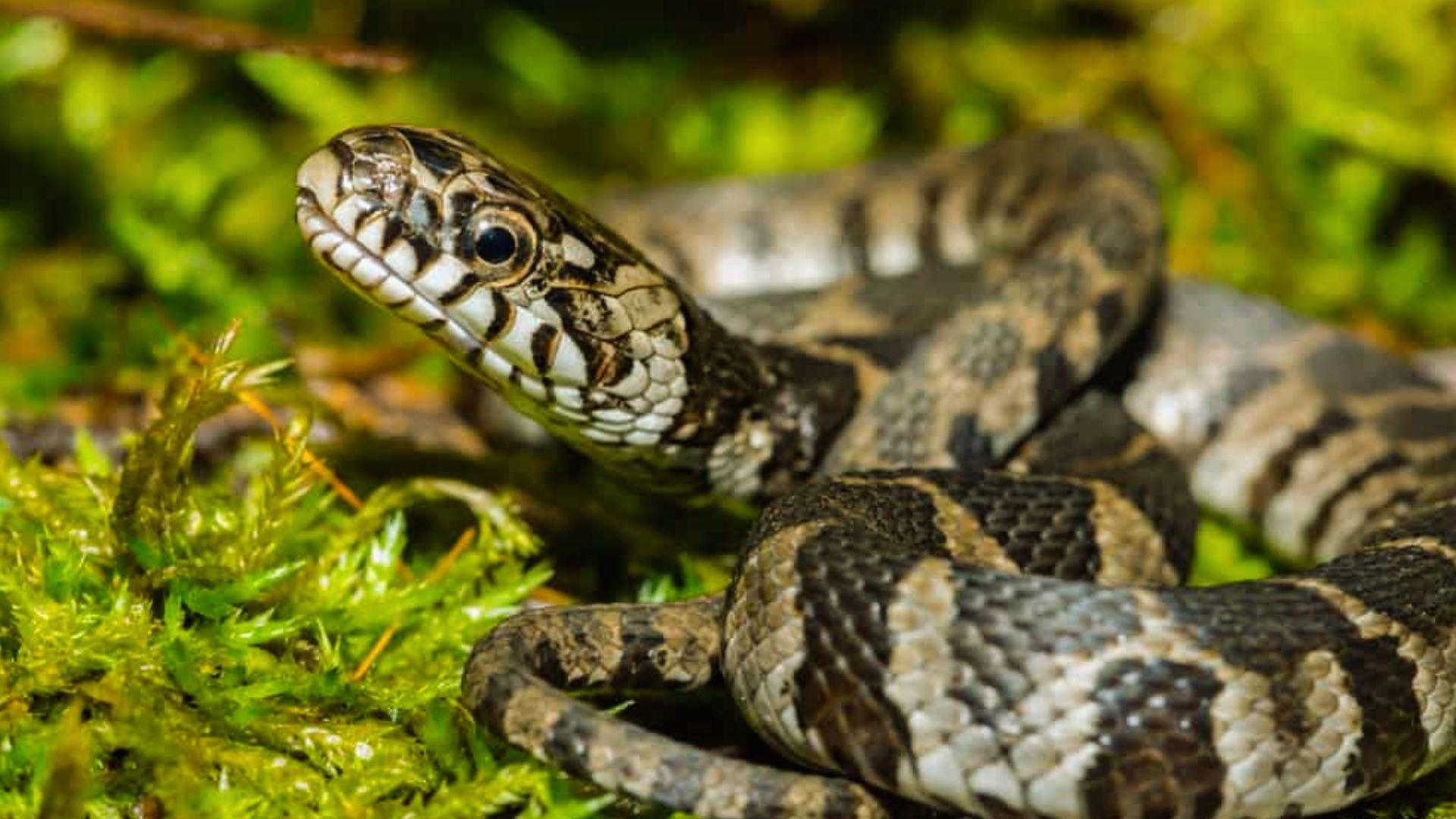 Brown and tan banded water snake coiled on green moss and rock, head raised alert