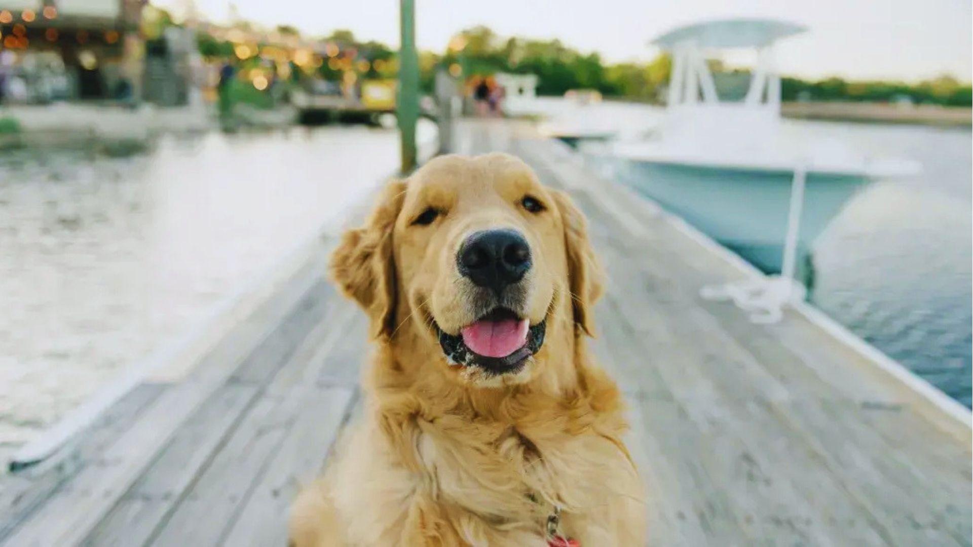 Golden retriever sitting on a wooden dock beside boats with water and marina lights blurred behind.