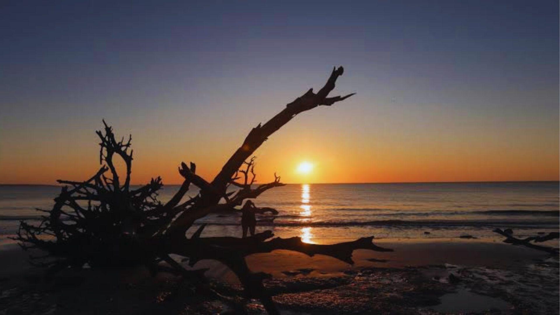 Silhouetted driftwood tree at sunset with person standing beneath glowing orange sun reflecting on ocean.
