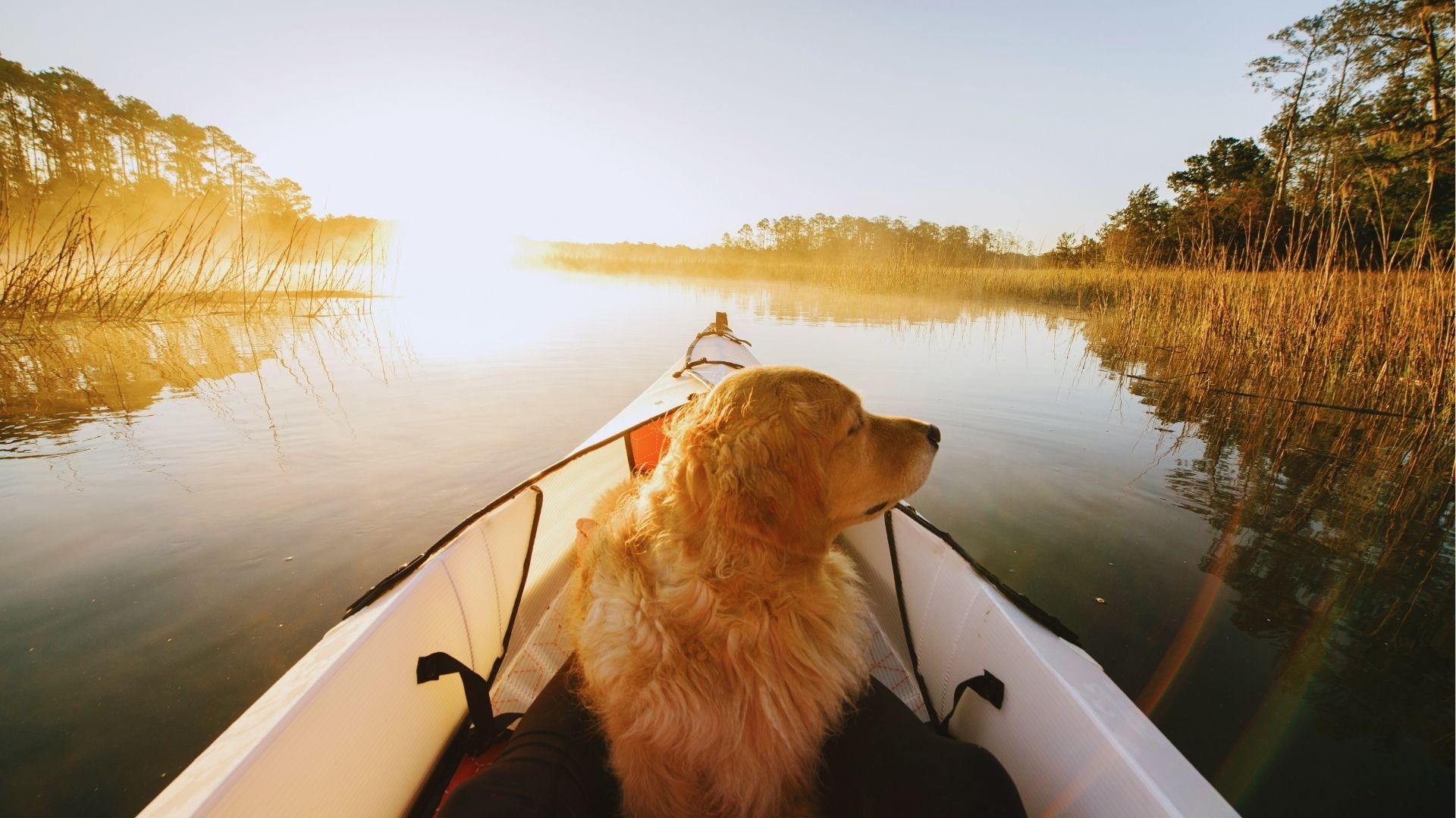 Retriever riding in front of kayak gliding through calm marsh water at golden sunrise morning.