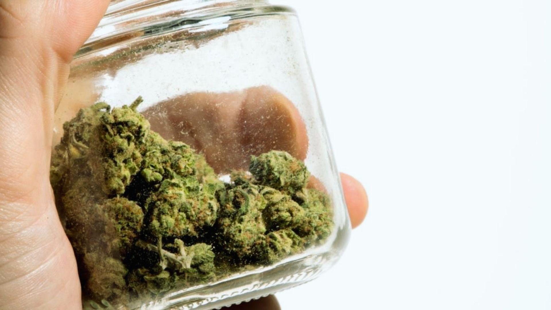 Hand holding small clear glass jar filled with dried green cannabis buds against white background