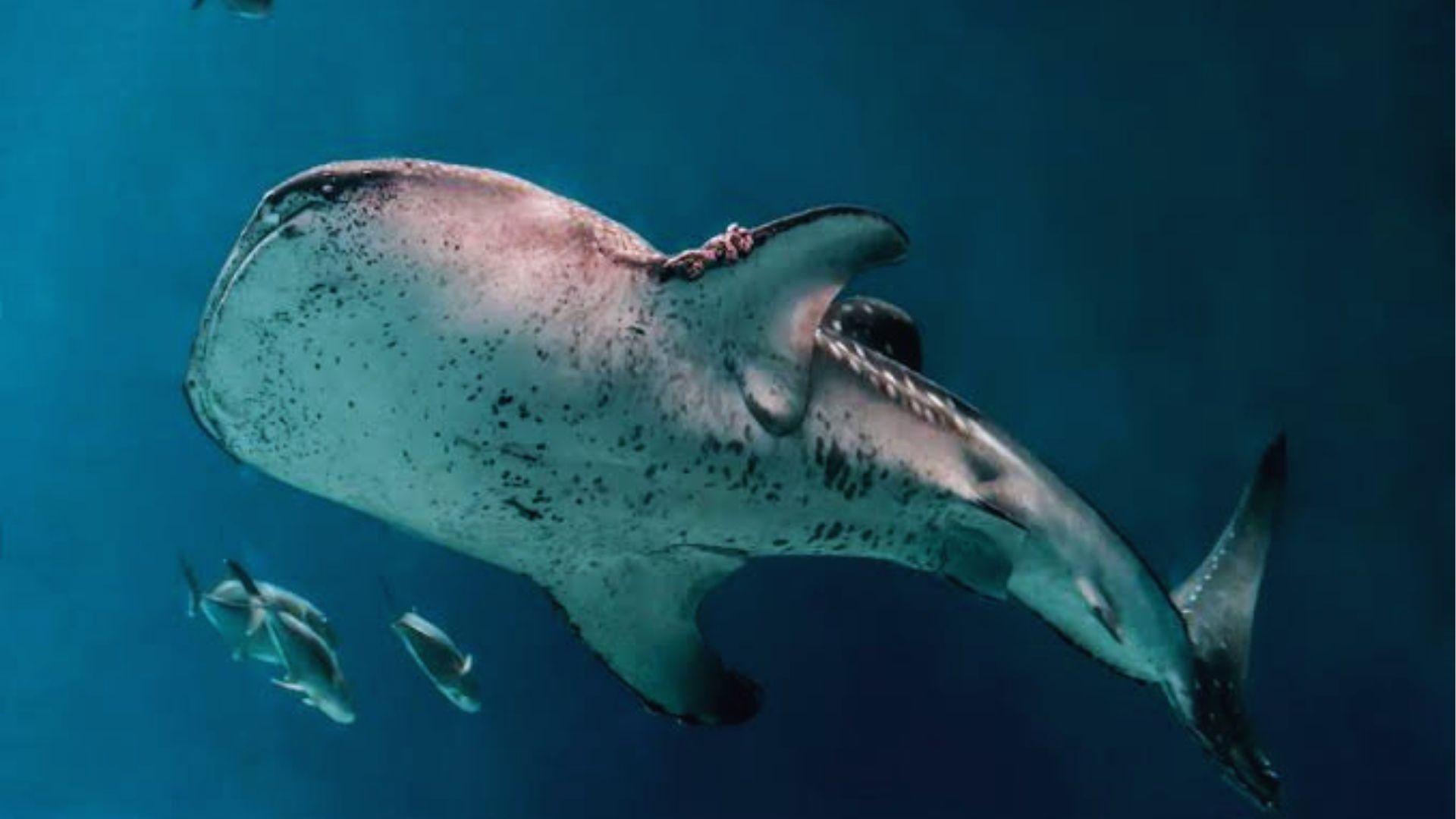 Whale shark swimming upward with spotted skin and smaller fish trailing below in blue water.
