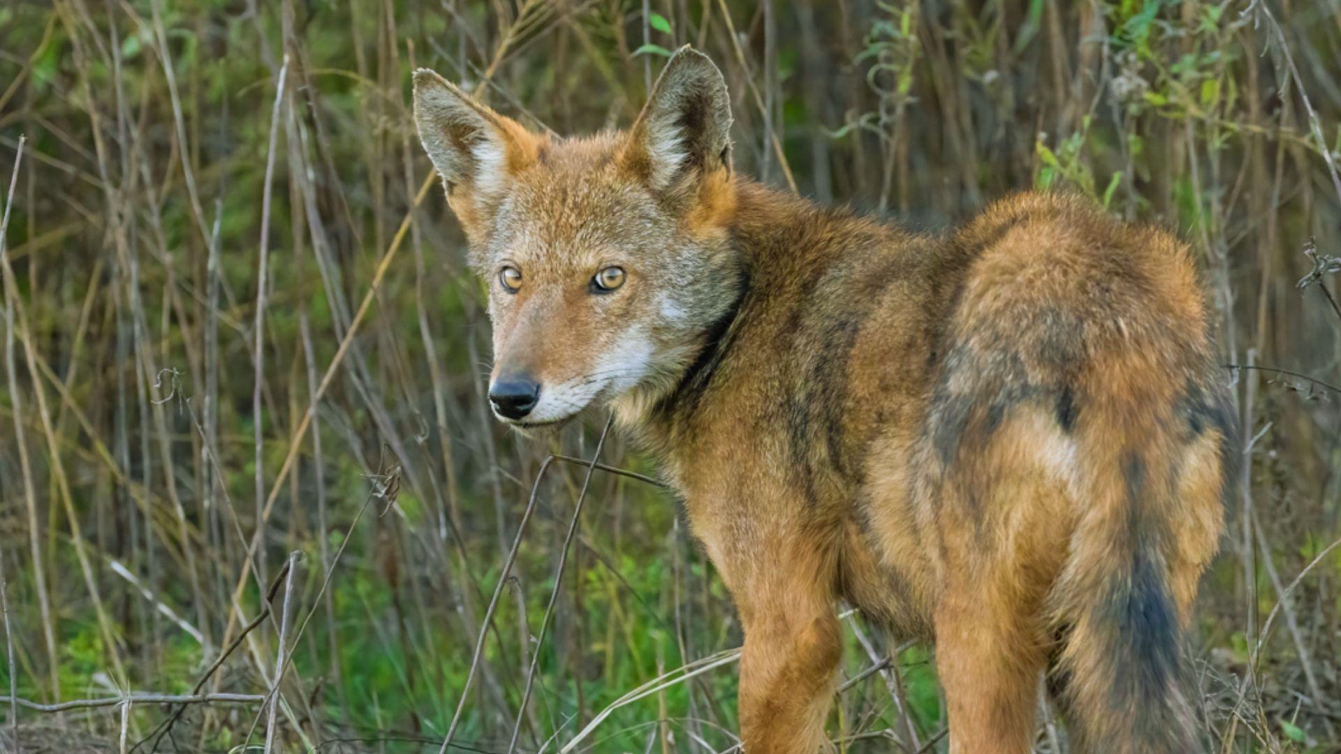 Reddish-brown wolf with amber eyes standing alert in tall dry brush looking over shoulder