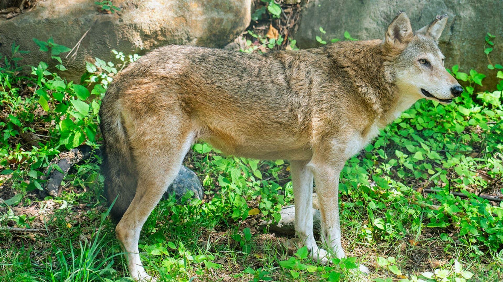 Tan and gray wolf standing in profile among green foliage and rocks, alert and looking right