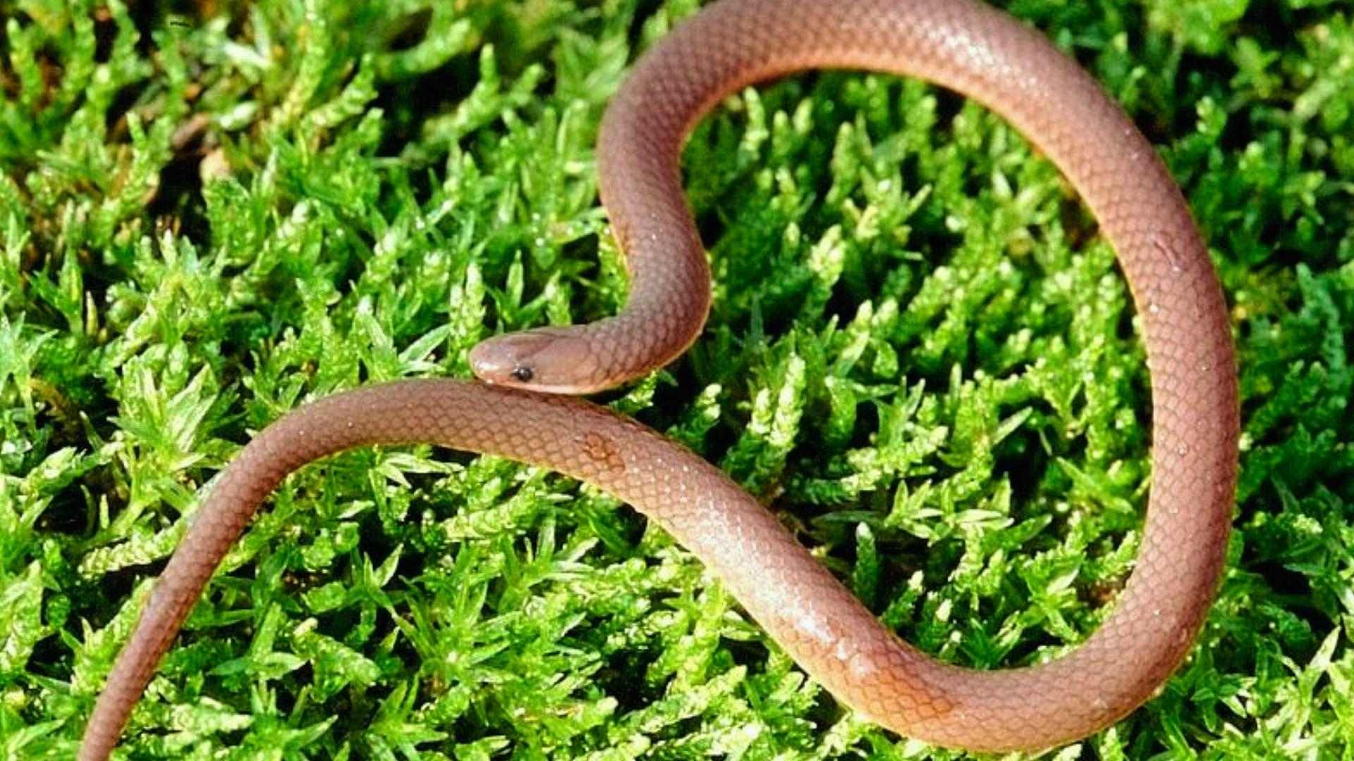 Small slender pinkish-brown worm snake coiled in loop on vibrant green moss, head visible
