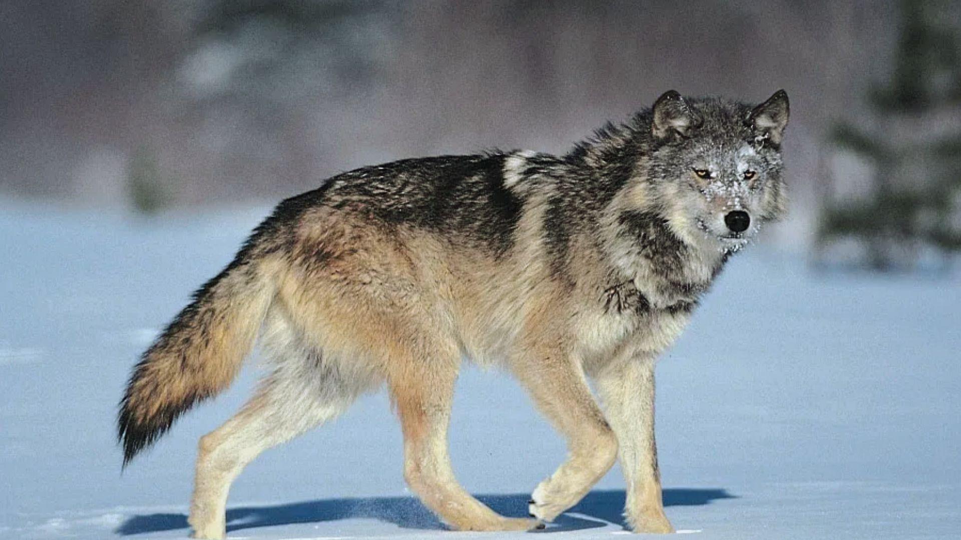 Gray and tan wolf with frosted fur walking across snowy landscape looking toward camera