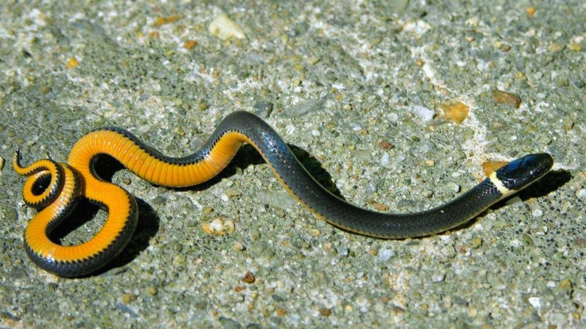 Ringneck snake with black back, white neck ring, bright orange belly coiled on gravel concrete