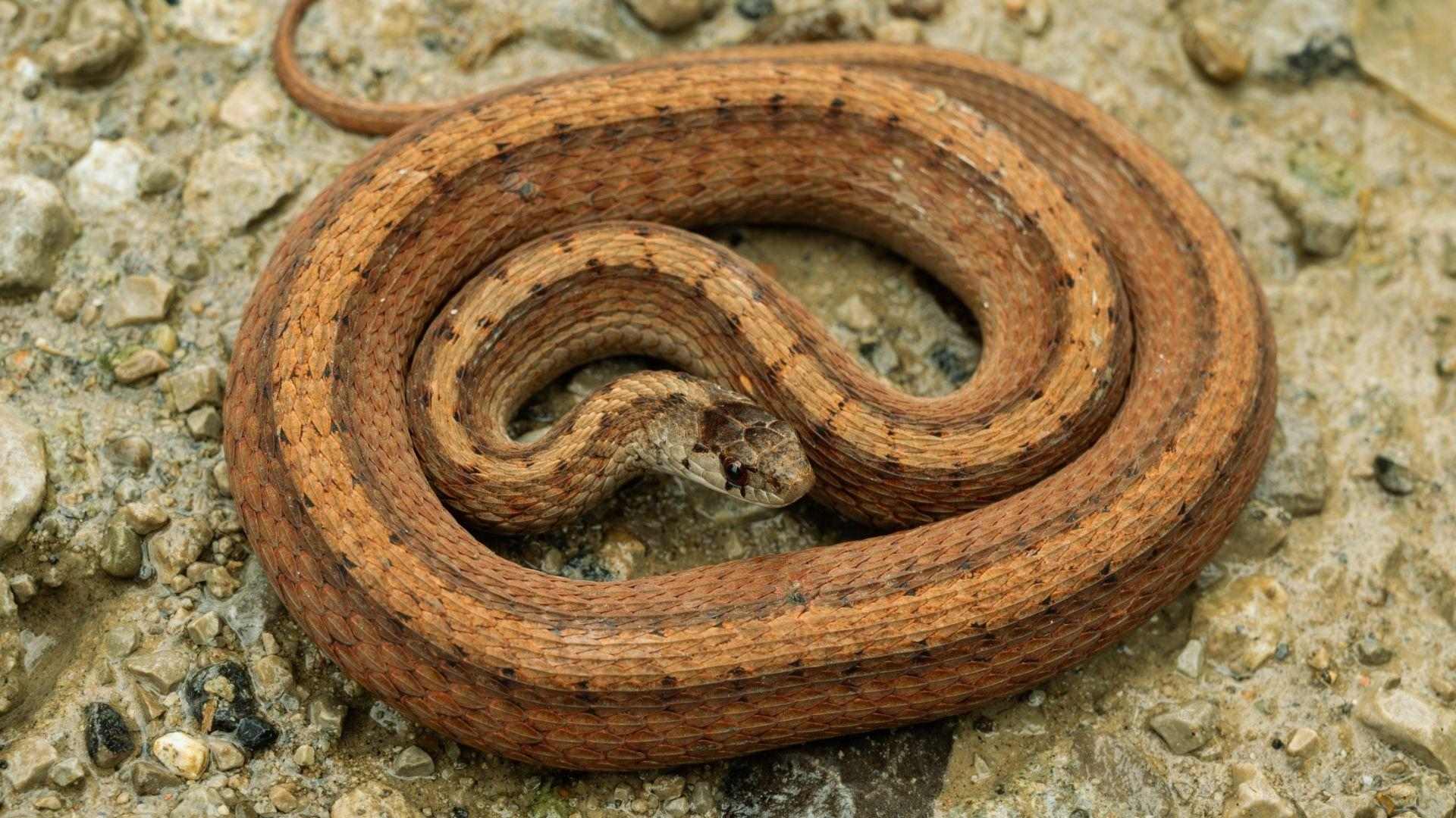 Reddish-brown Dekay's brown snake coiled tightly on wet gravel and small stones, head raised