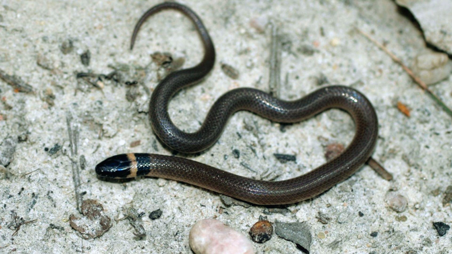 Small brown snake with black head and tan collar band slithering on sandy ground near pebbles