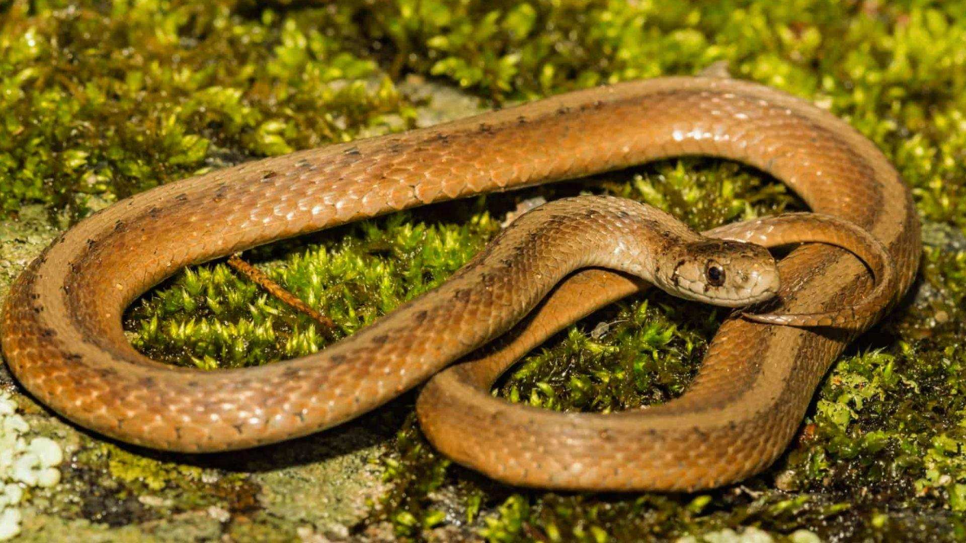Small brown DeKay's brown snake coiled on vibrant green moss with glossy scales, head raised